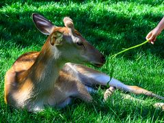 -北京鹿世界主题园