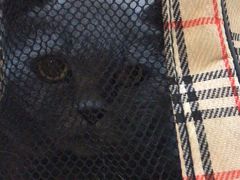 -御宝贝24h宠物医院·转诊中心·CT核磁血透中心(厦门总院)