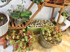 -丽泽山庄·生态怀柔菜·虹鳟鱼(红螺寺店)