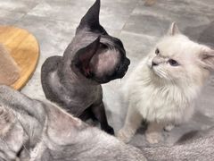 -楼上猫咖(罗湖店)