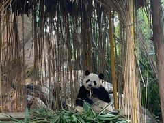 -广州长隆野生动物世界