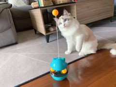 -派多格宠物·购宠(靛厂路店)