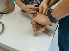 -康成宠物医院24H·CT·核磁共振