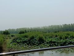 -微山湖红荷湿地景区
