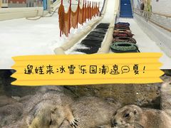 -Mr·Kuma酷么先生雪之乐园