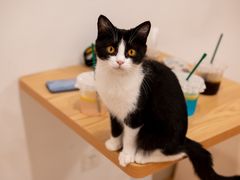 -有喵·猫咖·狗咖·40+猫狗有小奶狗(岗厦店)