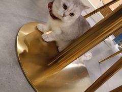 -飞行喵MR PILOT|猫舍·猫咖(静安大融城店)