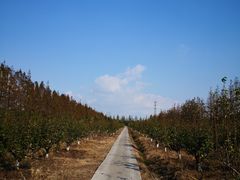 -上海长兴岛郊野公园