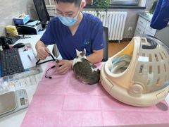 -北京观赏动物医院·24小时大型综合·猫专科·异宠专科