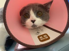 -谐和贝康宠物医院24小时·宠保定点(急重症转诊中心)