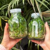 西安！火锅里的春天开始具像化！