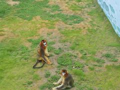 -西霞口神雕山野生动物世界