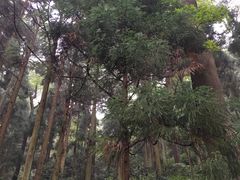 -东天目山风景区