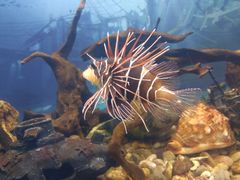 -烟台海昌鲸鲨海洋公园