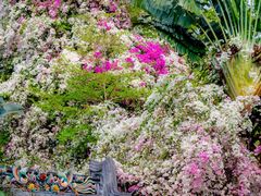 -深圳国际园林花卉博览园