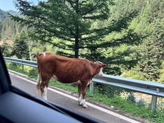 -芦芽山旅游度假区