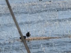 -南大港湿地风景区