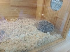 -喵园·猫主题咖啡厅·撸猫·猫咖(国贸店)