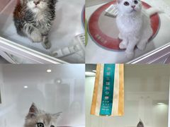 -青奢宠物·青奢猫舍