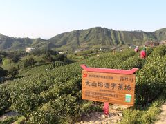 -帐篷客·溪龙茶谷度假酒店