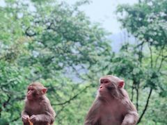 -黔灵山公园