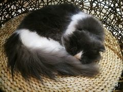 -飞行喵MR PILOT|猫舍·猫咖(静安大融城店)