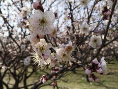 -苏州上方山国家森林公园