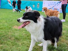 -趣玩宠物乐园寄养训犬训狗游泳池