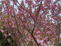 -高东镇樱花园