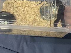 -酷以爬仙阁实体爬宠店·守宫·蜥蜴·专业繁育