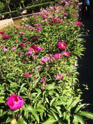 -美肤盾祛痘·问题肌头疗管理中心