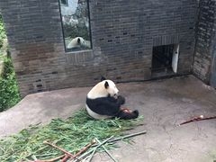 -都江堰中华大熊猫苑