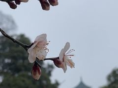 -无锡梅园公园