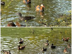 -国家植物园南园