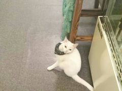 -猫色咖啡·猫咖