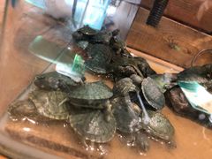 -龟与熊猫宠物公园(南坪店)
