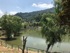 -后柳水乡