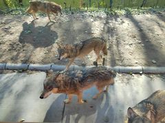 -北京野生动物园