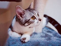 -袖虎·猫馆(体育西路店)