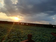 -荷塘月色湿地公园·向阳花洲