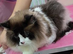 -北京观赏动物医院·24小时大型综合·猫专科·异宠专科