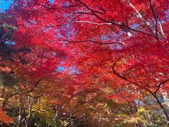 -常寂光寺