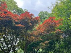 -桃花岭景区