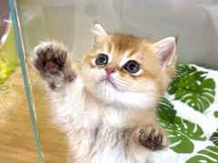 -青奢宠物·青奢猫舍