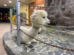 -上海大自然野生昆虫馆(东方明珠·爬宠昆虫探索中心)