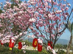 -天适樱花悠乐园