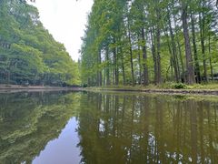 -上海共青森林公园