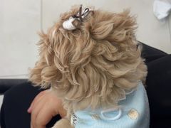 -翊宠yipet猫狗购宠庄园犬舍•猫舍