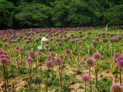 -苏州上方山国家森林公园
