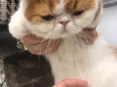 -飞行喵MR PILOT|猫舍·猫咖(静安大融城店)
